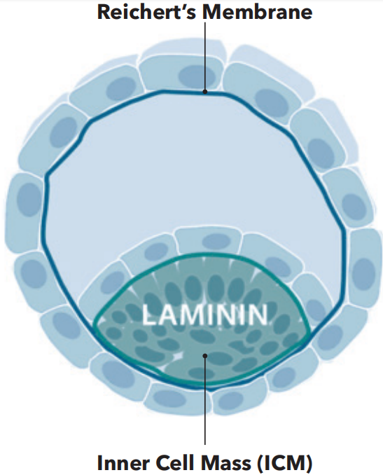 天然存在于细胞环境的Laminin