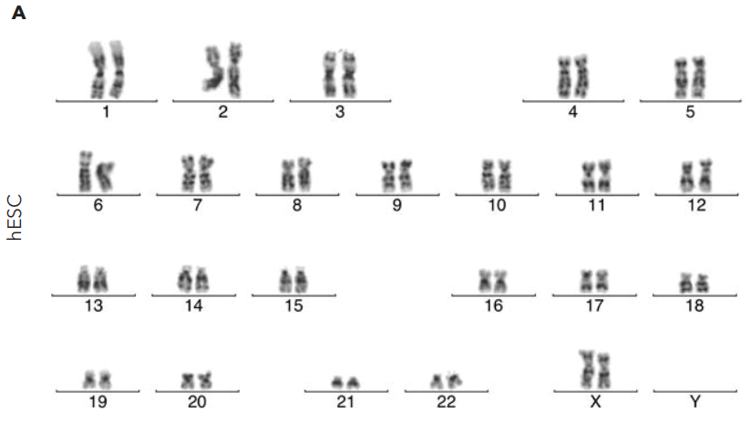 iPSCs在CT521上培养13次传代细胞核型正常